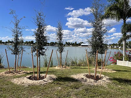 Lawn Care Tree Service Landscaping Hardscapes Curbing Lighting